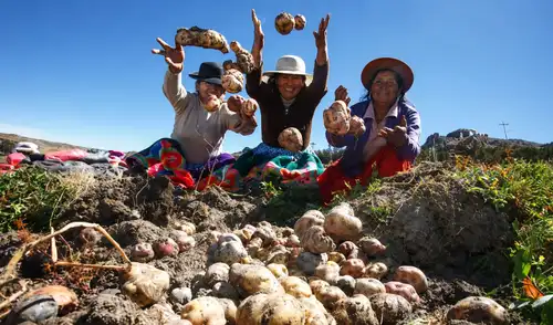 Día mundial de la papa | papa peruana | variedades de papa | papa nativa | beneficios de la papa | papa peru tipos |