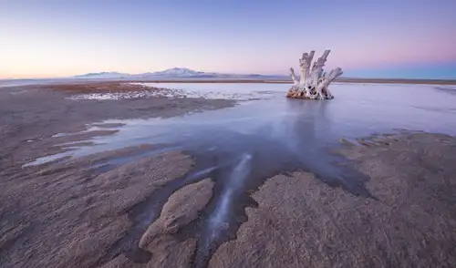 Un paisaje del Gran Lago Salado con niveles de agua bajos. El entorno extremo del lago alberga una comunidad de organismos pequeños pero resistentes. Foto: Shutterstock Un paisaje del Gran Lago Salado con niveles de agua bajos. El entorno extremo del lago alberga una comunidad de organismos pequeños pero resistentes. Foto: Shutterstock