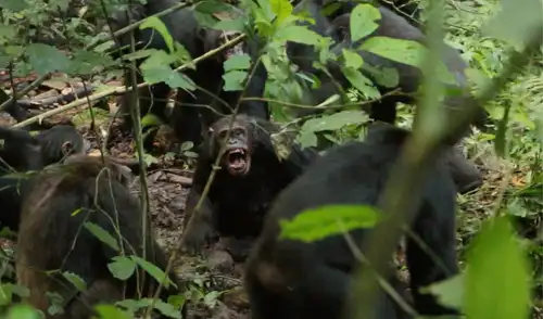 Chimpancés del Parque Nacional Kibale de Uganda se atacaron en 2019. Foto: Aaron Sandel