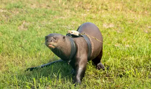 Argentina celebra la reintroducción de la nutria gigante, mamífero acuático que había desaparecido hace casi 40 años.