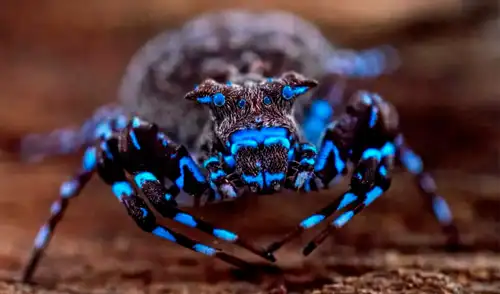 Una araña cangrejo coronada que fluoresce bajo luz ultravioleta, descubierta durante una expedición científica en Angola. Foto: Nicky Bay/The Wilderness Project