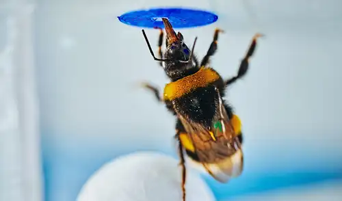 Un abejorro sobre una bola debajo de una flor artificial que contiene la recompensa. Foto: Mikko Törmänen / Universidad de Oulu