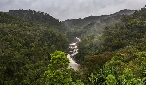 Investigadores hallan el árbol más alto de Asia Oriental en Taiwán, alcanzando 84,1 metros de altura y con una edad estimada entre 800 y 1.000 años. Investigadores hallan el árbol más alto de Asia Oriental en Taiwán, alcanzando 84,1 metros de altura y con una edad estimada entre 800 y 1.000 años.