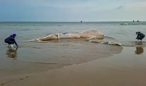 Especialistas del IMARPE examinaron el cuerpo de la ballena varada en la playa El 19 de La Cruz, en Tumbes