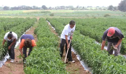 La alerta del ENFEN se mantendría hasta febrero del próximo año y obligará a la nueva administración a reforzar medidas de prevención frente a posibles impactos en infraestructura, agricultura y pesca.