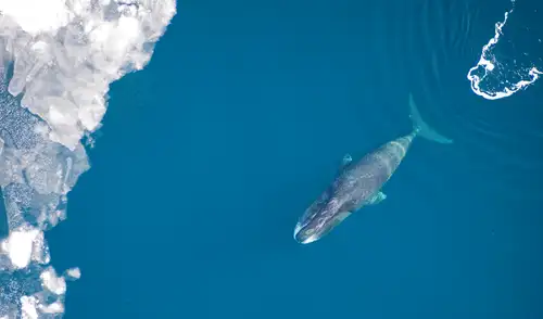 Las ballenas se encuentran entre los mamíferos más longevos, ya que varios miembros de distintas especies han vivido más de 100 años. Foto: Wikimedia