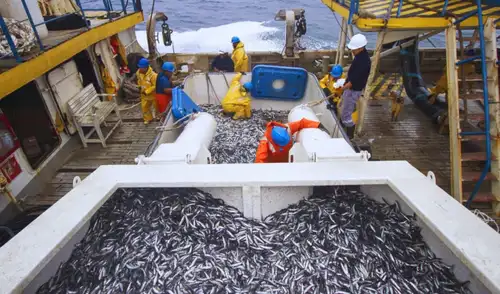 PRODUCE suspende la pesca de anchoveta en la zona Norte-Centro ante condiciones cálidas del mar. PRODUCE suspende la pesca de anchoveta en la zona Norte-Centro ante condiciones cálidas del mar.