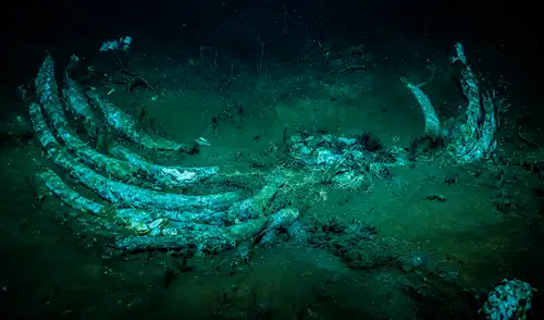 El hallazgo de un "cementerio de cetáceos" de 5,3 millones de años redefine el conocimiento sobre ecosistemas abisales y las especies marinas. El hallazgo de un "cementerio de cetáceos" de 5,3 millones de años redefine el conocimiento sobre ecosistemas abisales y las especies marinas.