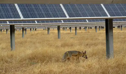 Zorro kit de San Joaquín ( Vulpes macrotis mutica ) con collar de radio dentro de la granja solar Panoche. Foto: USGS
