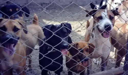 Maltrato animal fue sancionado en Carabayllo. Maltrato animal