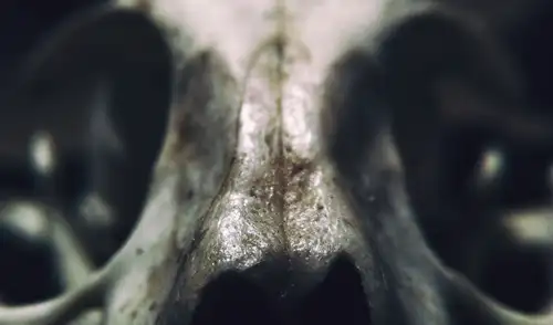 Hallazgos relacionados al homo sapiens revelan su capacidad para adaptarse en entornos hostiles. Foto: PxHere
