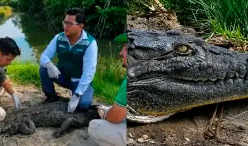 El reptil fue liberado en su hábitat natural en Tumbes.