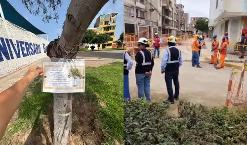 Vecinos de Bellavista y La Perla critican el traslado de árboles en obras de la Vía Expresa Santa Rosa, alegando que muchos han muerto o están severamente dañados.