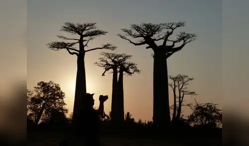 El baobab. Foto: AFP. El baobab. Foto: AFP.