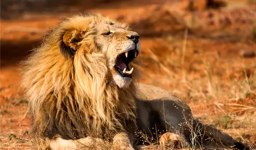 El león es uno de los depredadores más emblemásticos de África. Foto: PngTree