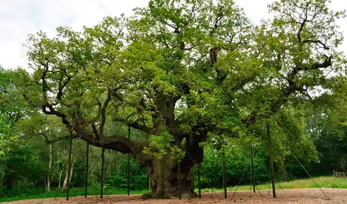 El Major Oak, emblemático roble de 1.200 años en el bosque de Sherwood, murió tras no producir hojas esta primavera. El Major Oak, emblemático roble de 1.200 años en el bosque de Sherwood, murió tras no producir hojas esta primavera.