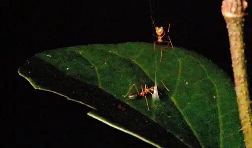 Una araña balista espera a que una hormiga verde arborícola muerda el cono de su telaraña y así active la trampa. Foto: Ajay Narendra Una araña balista espera a que una hormiga verde arborícola muerda el cono de su telaraña y así active la trampa. Foto: Ajay Narendra
