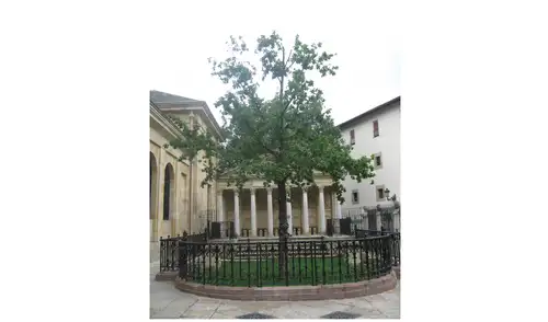 El árbol de Guernica. 2012. Fuente: Wikipedia.