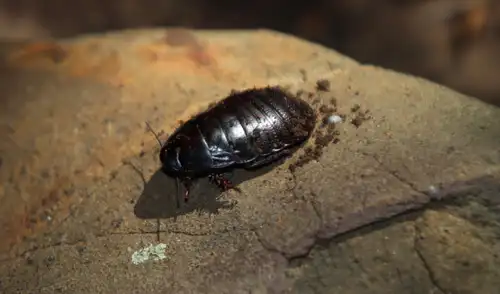 La cucaracha Panesthia lata es una de las especies que se recuperaron tras la erradicación de roedores. Foto: iNaturalist