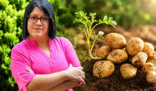 Científica peruana reconocida con premio global por papas biofortificadas Alimentación