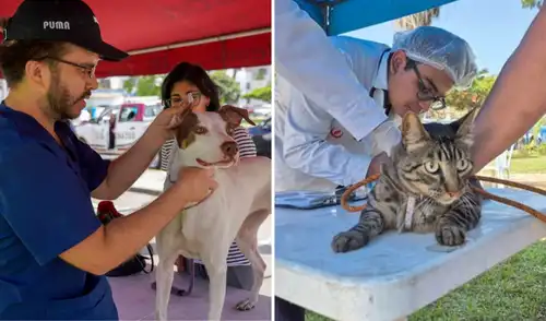 La actividad permitirá que los propietarios accedan a distintos servicios preventivos sin costo en beneficio de la salud de sus mascotas. veterinaria gratis, municipalidad de Lima