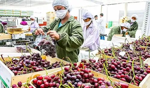 Crecimiento es impulsado por envíos de café, cacao y frutas. Crecimiento es impulsado por envíos de café, cacao y frutas.