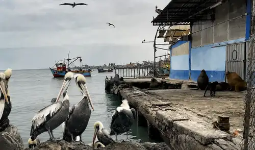 Fauna marina muere por calentamiento del mar en Pisco Niño Costero