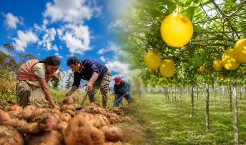 El Midagri reportó un nuevo mes de crecimiento para el sector, esta vez de la mano de sus dos grandes motores: la agricultura y la ganadería. El Midagri reportó un nuevo mes de crecimiento para el sector, esta vez de la mano de sus dos grandes motores: la agricultura y la ganadería.