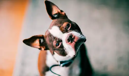 El cerebro de los perros reaccionan si le hablas como a un bebé. Foto: iStock El cerebro de los perros reaccionan si le hablas como a un bebé. Foto: iStock