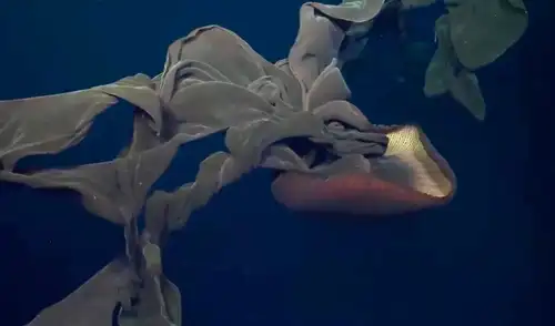Una medusa fantasma gigante fue fotografiada en Costa Rica en el 2023. Foto: Schmidt Ocean Institute Una medusa fantasma gigante fue fotografiada en Costa Rica en el 2023. Foto: Schmidt Ocean Institute
