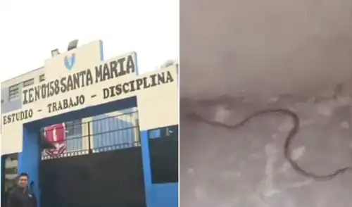 La comunidad exige fumigación y un cerco perimétrico, mientras critican la falta de comunicación de la dirección sobre el problema y otras deficiencias en la institución educativa. La comunidad exige fumigación y un cerco perimétrico, mientras critican la falta de comunicación de la dirección sobre el problema y otras deficiencias en la institución educativa.