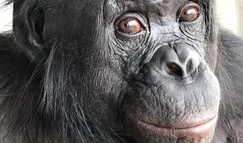 Kanzi es un bonobo que aprendió a comunicarse con los humanos. Foto: Ape Initiative