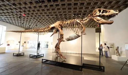 "Gus", un esqueleto disecado de Tyrannosaurus rex, en el edificio Breuer de Sotheby's en Nueva York. Foto: AFP "Gus", un esqueleto disecado de Tyrannosaurus rex, en el edificio Breuer de Sotheby's en Nueva York. Foto: AFP