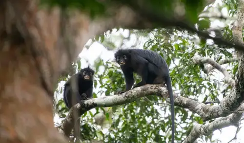 El mono recientemente descrito tiene labios naranjas y una mancha de pelo blanco cerca de la cola. Foto: Daniel Rosengren, Sociedad Zoológica de Frankfurt El mono recientemente descrito tiene labios naranjas y una mancha de pelo blanco cerca de la cola. Foto: Daniel Rosengren, Sociedad Zoológica de Frankfurt