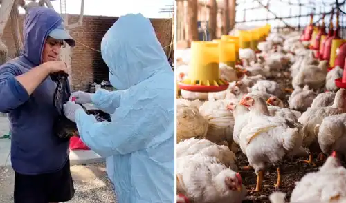 Autoridades descartaron riesgo en consumir pollo y huevo Autoridades descartaron riesgo en consumir pollo y huevo