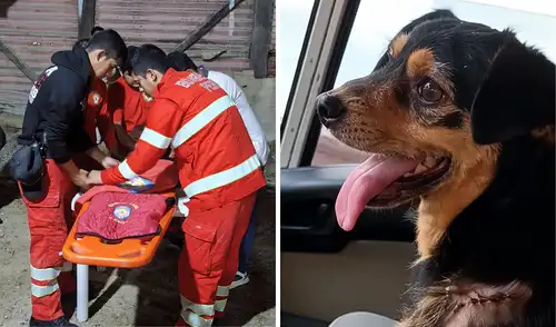 Bomberos despiden a Carbón, perro adoptado que acompañó sus labores en Piura Bomberos