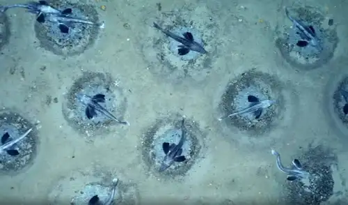Una colonia de peces de hielo fue descubierta en la Antártida. Foto: Alfred Wegener Institute Una colonia de peces de hielo fue descubierta en la Antártida. Foto: Alfred Wegener Institute
