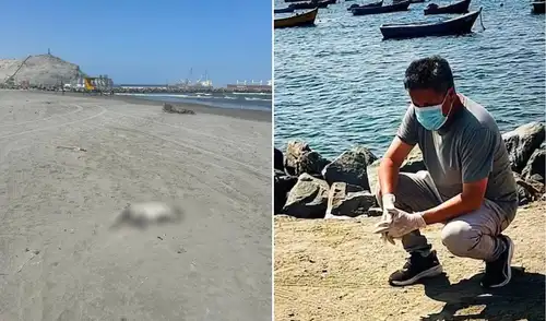 Alerta por aves muertas en playa de Salaverry: riesgos sanitarios y posibles consecuencias Alerta por aves muertas en playa de Salaverry: riesgos sanitarios y posibles consecuencias