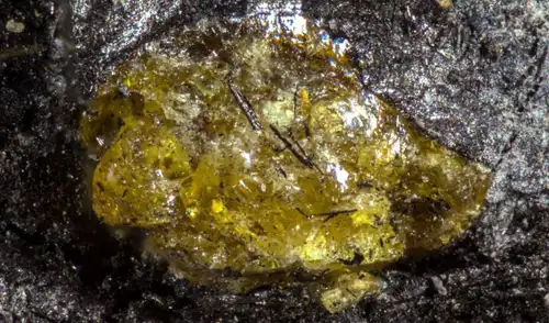 Paleontólogos descubrieron fragmentos de ámbar, una resina fosilizada de aproximadamente 385 millones de años. Foto: Science Advances