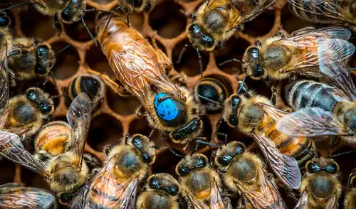 La reina (en el centro, con el punto azul) es cuidada y alimentada por las abejas obreras jóvenes. A medida que estas abejas envejecen, asumen otras tareas en la colmena. Foto: HHU/Instituto de Genética Evolutiva
