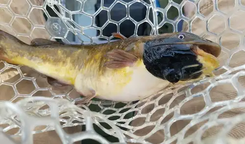 Científicos estudiaron bagres con misteriosas lesiones negras y se sorprendieron al descubrir que es un melanoma. Foto: Vermont Fish & Wildlife