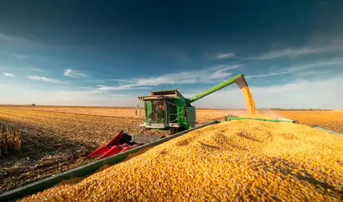 Argentina estableció un récord en la producción de maíz para la campaña agrícola 2025/26, proyectando una cosecha de 71,5 millones de toneladas, la más alta de su historia.