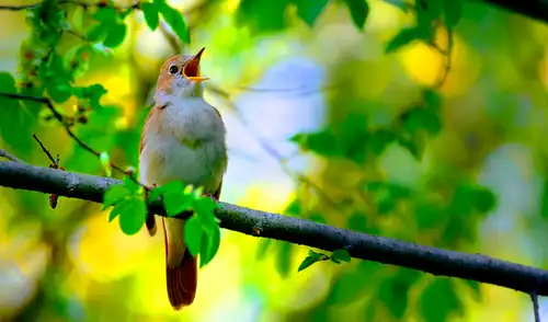 El canto de los pájaros en un bosque frondoso podría mejorar la salud mental. Foto: iStock