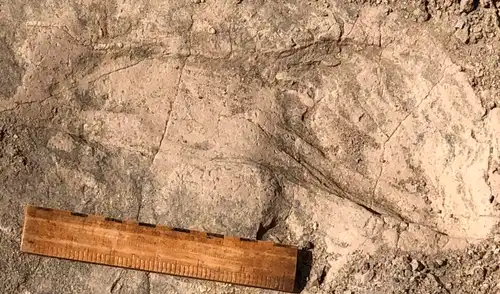Una de las huellas de 1,43 millones de años de antigüedad encontradas en Kenia. Foto: Kay Behrensmeyer Una de las huellas de 1,43 millones de años de antigüedad encontradas en Kenia. Foto: Kay Behrensmeyer
