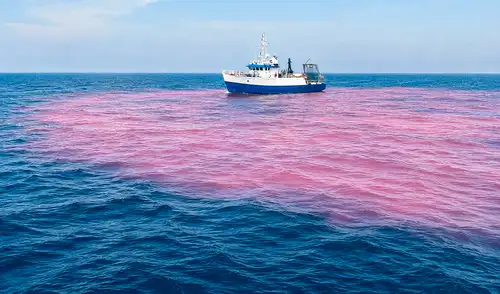 Investigadores estadounidenses realizaron una prueba innovadora en el golfo de Maine, vertiendo hidróxido de sodio para optimizar la retención de CO₂ y combatir el calentamiento global. Investigadores estadounidenses realizaron una prueba innovadora en el golfo de Maine, vertiendo hidróxido de sodio para optimizar la retención de CO₂ y combatir el calentamiento global.