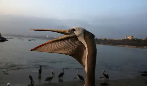 Decenas de pelícanos llegan al litoral de Chorrillos cada fin de semana, pero la escasez de anchoveta por El Niño ha llevado a una situación crítica.