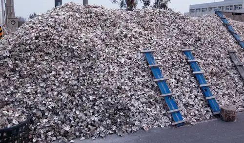 Las conchas de ostras lanzadas al océano crearon un nuevo ecosistema. Foto: iStock