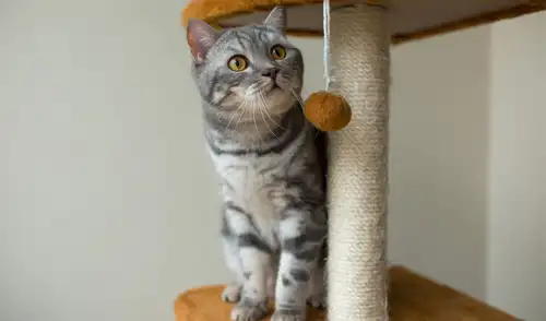 Rasgar muebles por parte de los gatos no es un acto de rebeldía, sino una necesidad biológica relacionada con su instinto natural, según expertos en comportamiento felino.