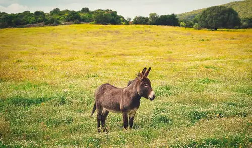 El éxito del programa de reintroducción se refleja en la adaptación de 500 a 600 ejemplares actuales, convirtiéndose en un modelo internacional de conservación de la biodiversidad. El éxito del programa de reintroducción se refleja en la adaptación de 500 a 600 ejemplares actuales, convirtiéndose en un modelo internacional de conservación de la biodiversidad.