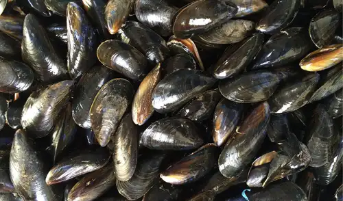 Un nuevo estudio ha encontrado partículas de microplástico en casi todos los mejillones y caracoles del oceáno Pacífico e Índico. Foto: Pixabay